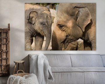 Elefanten stehend Rüssel zum Rüssel von Sandra de Heij