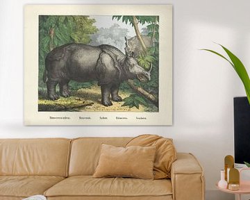 Rhinoceros indicus. / Rhinoceronte. / Nashorn. / Rhinoceros. / Rhinoceros, firm of Joseph Scholz, 18