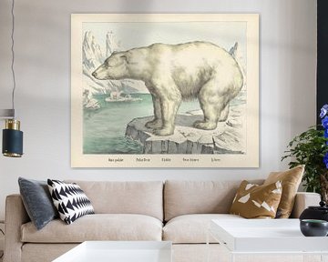 Ours polaire / Polar bear / Eisbär / Orso bianco. / Polar bear, firm of Joseph Scholz, 1829 - 1880