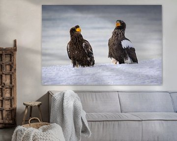 Aigles de mer de Steller sur Erik Verbeeck