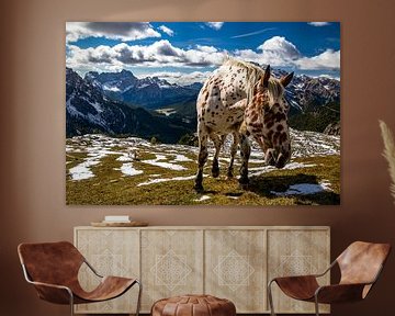 Paard in berglandschap - Dolomiti di Sesto - Veneto - Italië