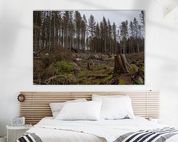 Naaldbomen in de Harz van Marc-Sven Kirsch