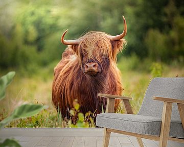 Schotse Hooglander in hoog gras tijdens de lente van Evelien Oerlemans