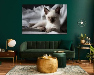 Siamese cat kitten. by N. Rotteveel