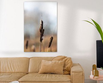 bulrush in winter by KB Design & Photography (Karen Brouwer)