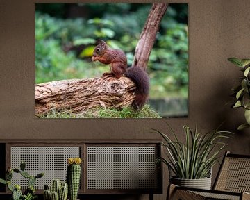 Eichhörnchen isst Nuss auf einem Baumstamm von Karin Schijf