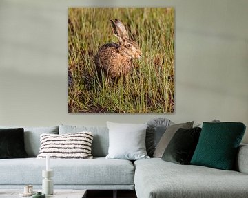Mr. Hare by Arnoud van der Aart