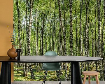 Birch forest by rosstek ®