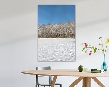 Beautiful snow landscape with snowy trees under a bright blue sky by Kim Willems