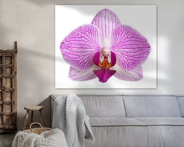 Orchid by Bo Valentino