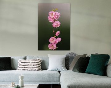Almond Blossom by Dirk Rüter