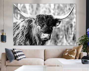 Highland cow van Bart van Mastrigt