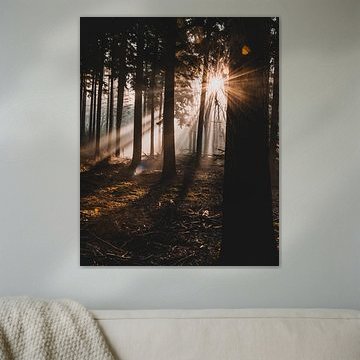 Rayons de soleil dans la forêt