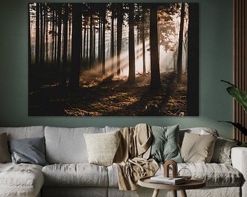 Sonnenstrahlen im Wald