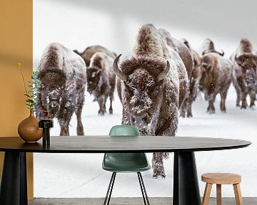 Bison Herd In Winter Landscape With Snow by Diana van Tankeren