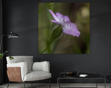 Purple flower van Richard van der Zwan