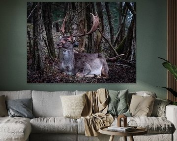 Portret van een liggend Damhert | Een reis door Nederland van Roos Maryne - Natuur fotografie