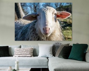 Portrait eines Schafes von Ingrid de Vos - Boom