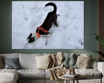 Zigge houdt van de sneeuw