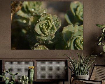 Succulent with dew by Tamara Van luik