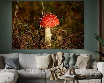 Red mushroom by Tamara Van luik