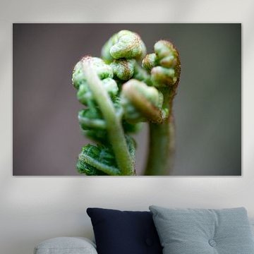 Standing fern plant close-up, freestanding