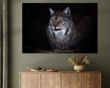 Ronde ironische blik grote kattenlynx in het donker van Michael Semenov