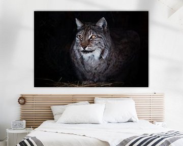 Ronde ironische blik grote kattenlynx in het donker van Michael Semenov