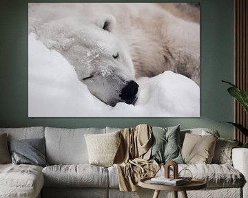 Gezellige ijsbeer slapen in de sneeuw van Michael Semenov