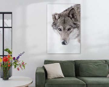Rustige, zelfverzekerde blik van een wolf, van Michael Semenov