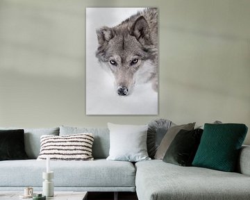 Rustige, zelfverzekerde blik van een wolf, van Michael Semenov