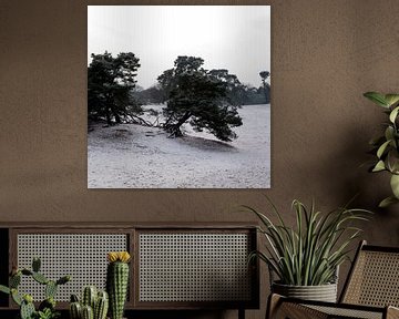 Drunense Duinen met sneeuw van Edith Wijte