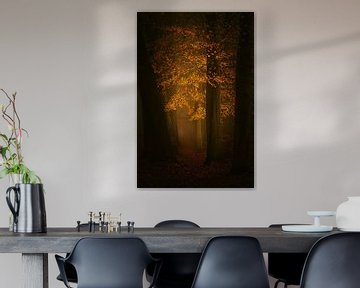 Dream forest in Autumn . Award winning  forest picture. van Saskia Dingemans Awarded Photographer