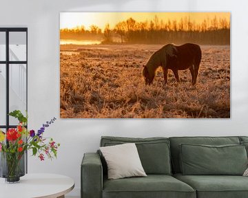 Paard in vorst tijdens zonsopkomst van Tomas Woppenkamp
