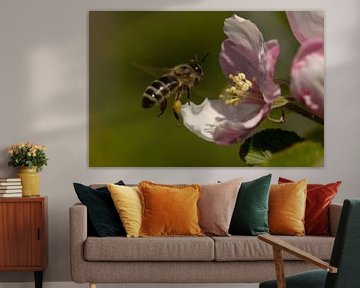 Abeille sur la fleur de pommier sur Latifa - Natuurfotografie