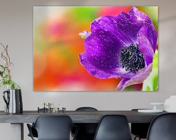 Anemone by Zilte C fotografie