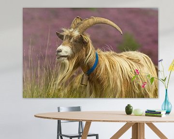 Veluwe land goat by AudFocus - Audrey van der Hoorn