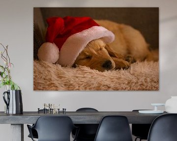 Golden Retriever puppy met Kerstmuts van AudFocus - Audrey van der Hoorn