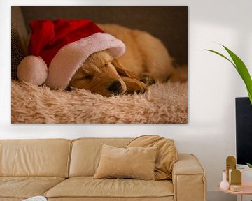 Golden Retriever puppy met Kerstmuts van AudFocus - Audrey van der Hoorn