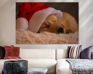Golden Retriever dog with Santa hat by AudFocus - Audrey van der Hoorn