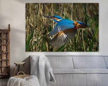 Kingfisher male in flight by AudFocus - Audrey van der Hoorn