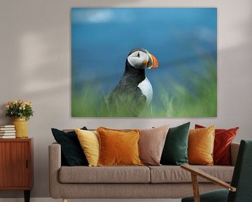Puffin at Látrabjarg in the Westfjords of Iceland by Teun Janssen