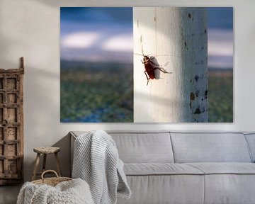 Zonnende kakkerlak op een paal van Peter de Kievith Fotografie