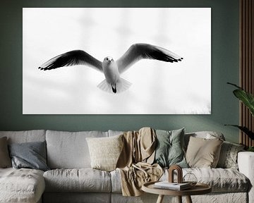 Mouette sur Herman Grendelman