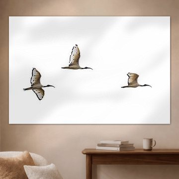 Sacred Ibis Formation