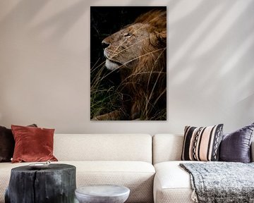 Lion au Masai Mara, Kenya sur Marvin de Kievit