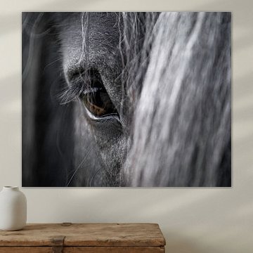 Close-up van een paardenoog