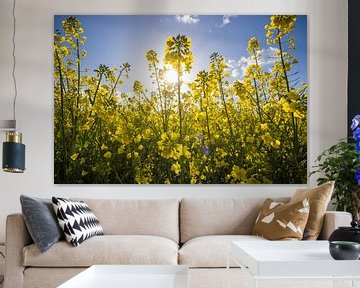 Rapeseed flower by Beate Zoellner