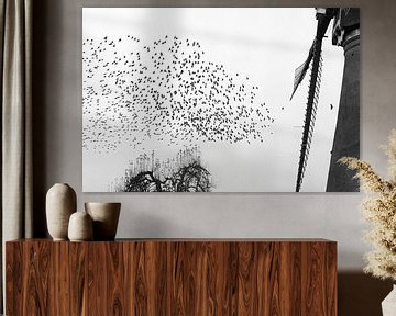 Starlings in Kinderdijk