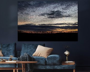 Starling swarms at sunset